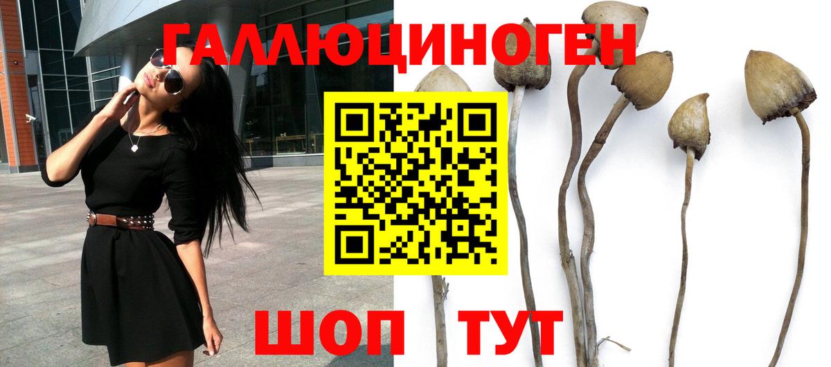 Галлюциногенные грибы Psilocybe Карталы